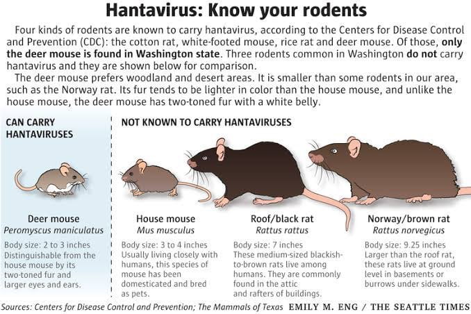 kinds of rodents which can spread Hantavirus  