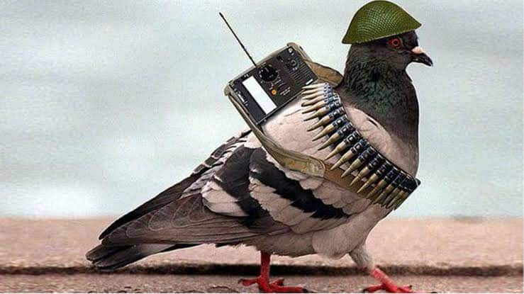Photo of spy-pigeon caught by Indian security forces 