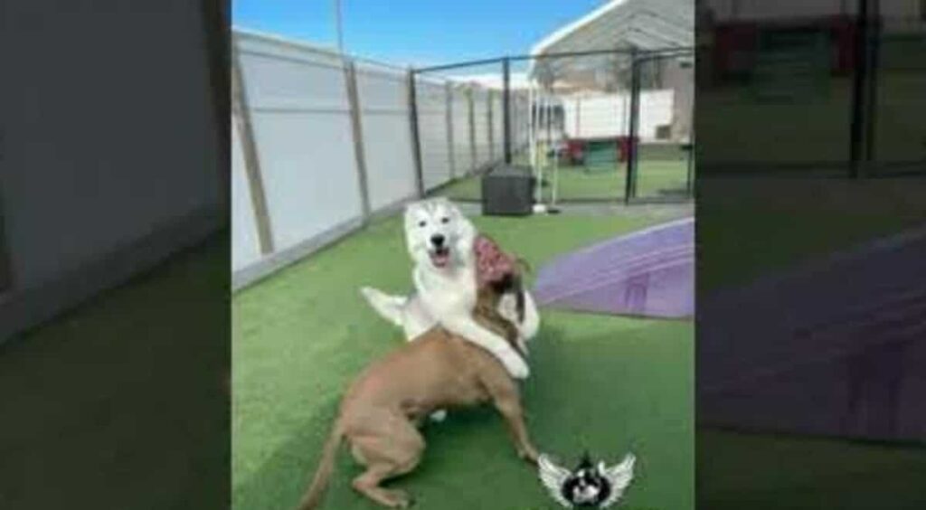 Video of a puppy thrown out of Daycare for laying on top of other dogs goes viral on social media