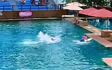Dolphin attack. Trainer attacked by dolphin at Miami Seaquarium video. The dolphin show is arranged in order to entertain the crowd. The show was happening at Miami