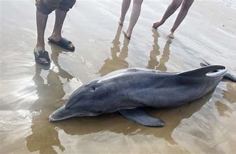 Stranded dolphins die as beachgoers attempt to "surf" them, rescuers claim. It was a tragic end for an injured dolphin that was stranded on a beach in Texas after a mob of people tried to "surf" it.