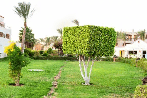Square topiary tree in Egyptian formal garden