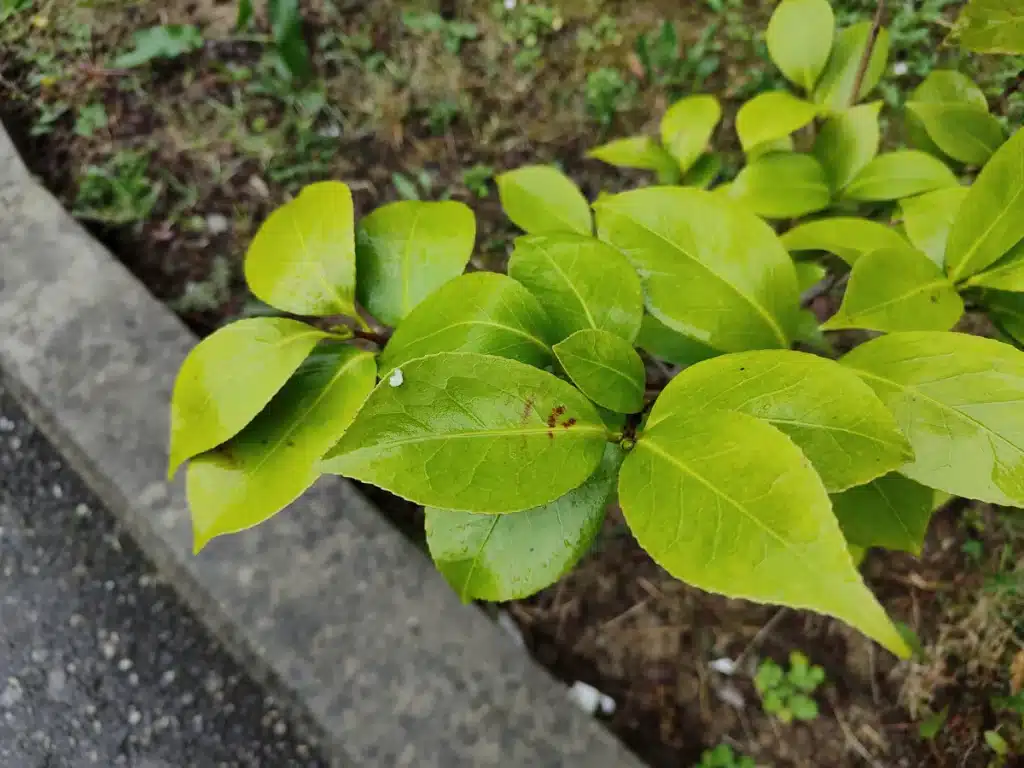 This photo is capture from Realme GT 2 Pro Camera