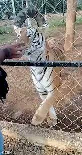A Private Zoo Keeper Was Fatally Maimed When He Reached Through A Fence To Pet A Tiger During Feeding Time.  (Image Via Newpakweb.com)