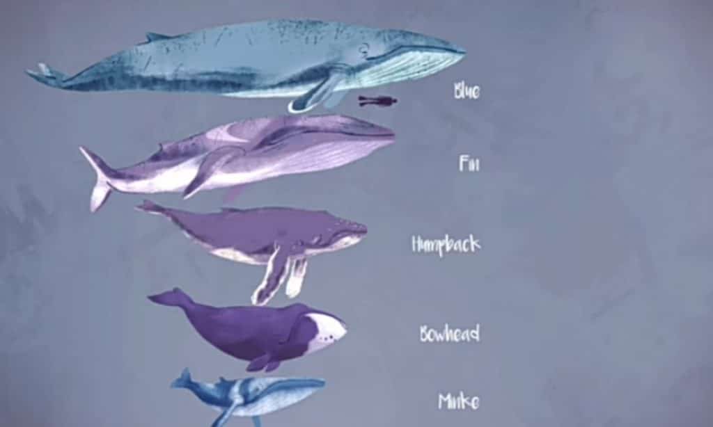 This is photo of Bluefin, bowhead whales, minke whales, and humpback whales