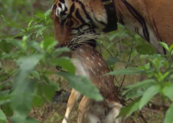This is screenshot capture from Tiger Hunts Lone Baby Deer video