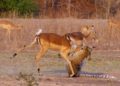 This is image from Impala Miraculously Escapes Jaws Of Leopard video