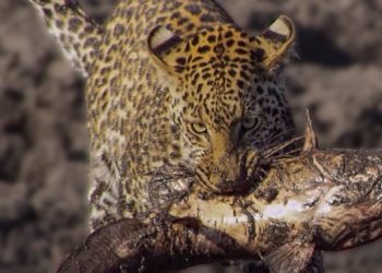 This is image from the video a leopard learns how to catch a fish