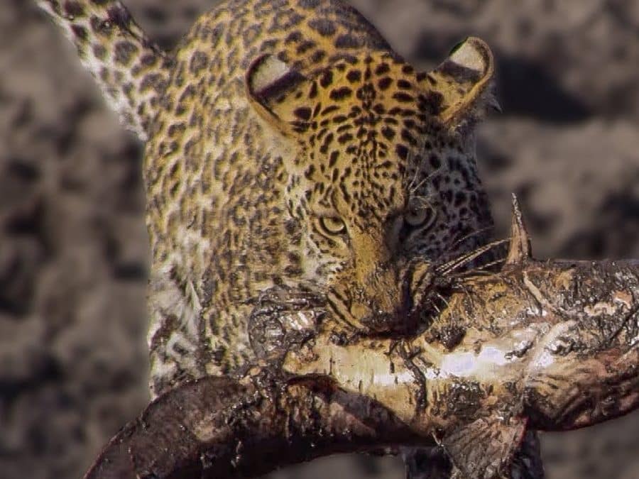 This is image from the video a leopard learns how to catch a fish