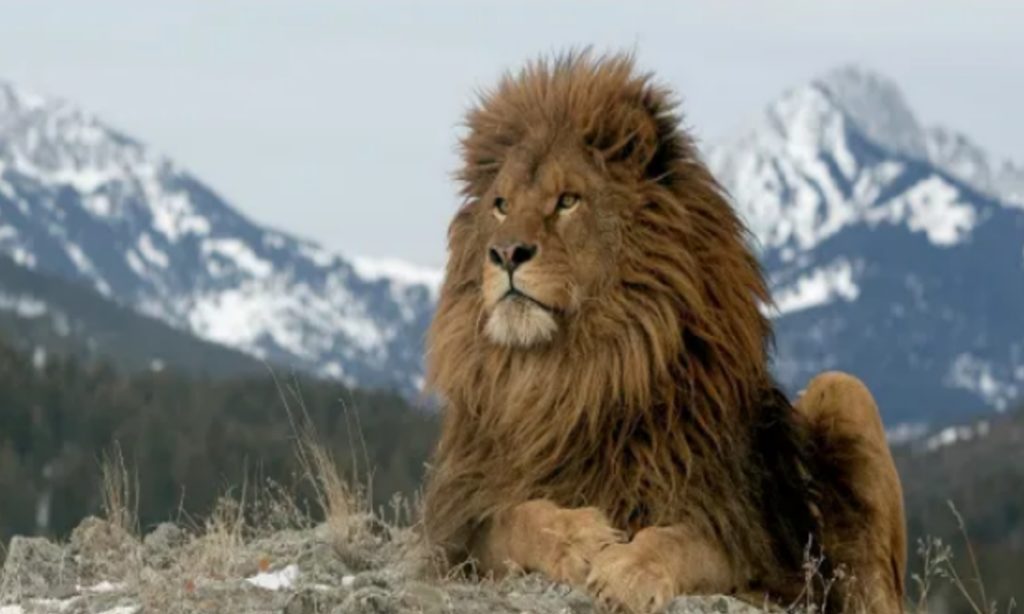 This is photo of Barbary Lion