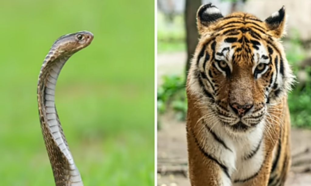 This is photo of King cobra and tiger