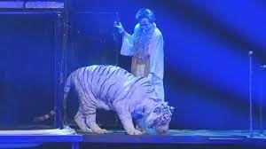 Siegfried and roy attack video - Watch Siegfried and Roy tiger attack actual video
