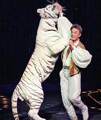 Siegfried and roy attack video - Watch Siegfried and Roy tiger attack actual video