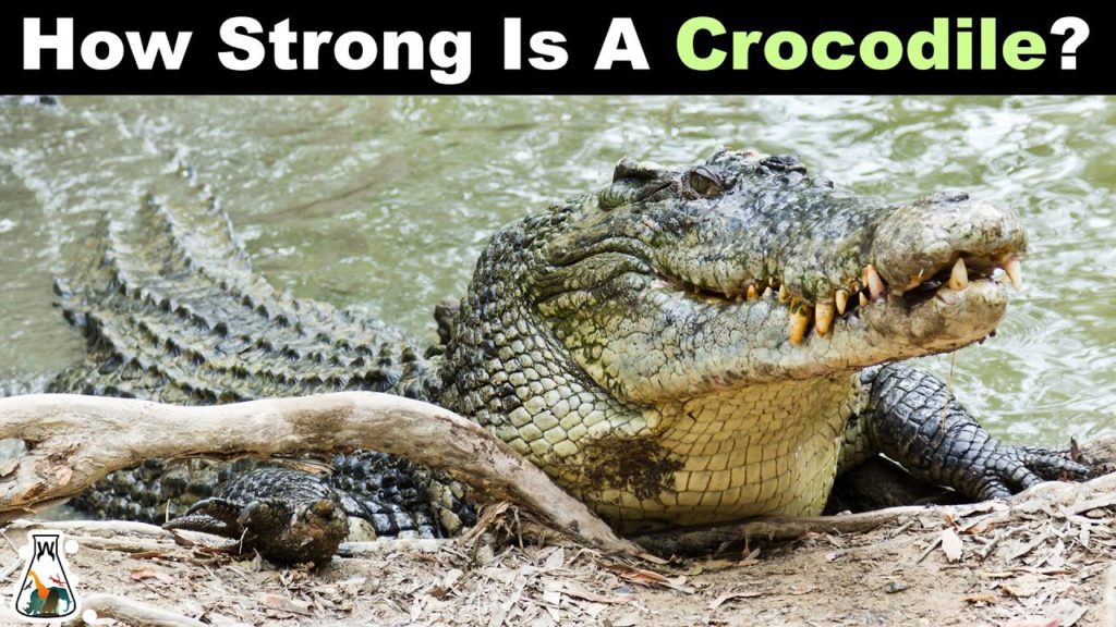This is photo of Crocodile