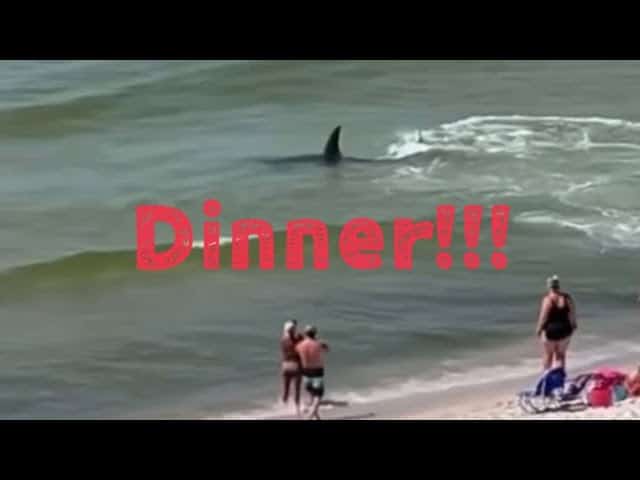 Orange beach shark video – hammerhead shark chasing stingray near shore in Orange Beach