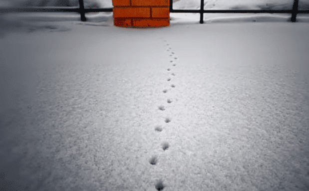 This is photo of mouse footprints