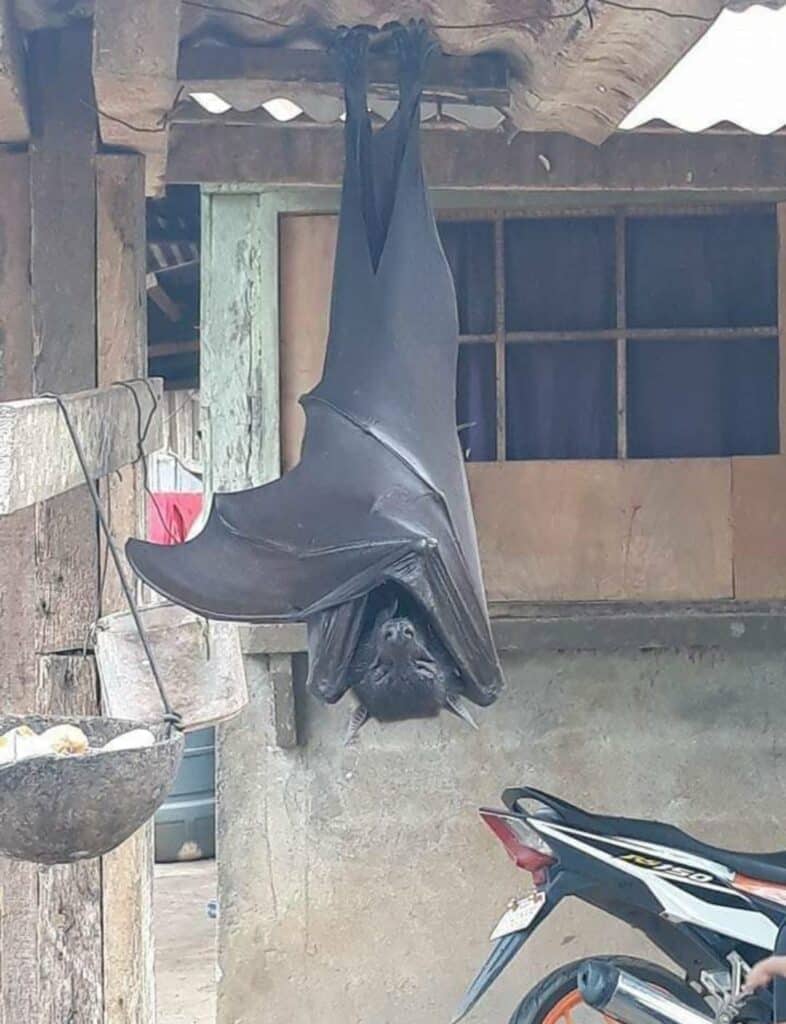 Photo of the human size bat which is circulating on social media